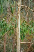 GEOFFREY COOPER NATIONAL COLLECTION OF EUCALYPTUS, OXFORDSHIRE: EUCALYPTUS TREE, BARK, TRUNK, EUCALYPTUS RADIATA, FORTH RIVER PEPPERMINT, NARROW LEAVED PEPPERMINT
