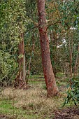 GEOFFREY COOPER NATIONAL COLLECTION OF EUCALYPTUS, OXFORDSHIRE: EUCALYPTUS TREE, BARK, TRUNK, EUCALYPTUS NEGLECTA, OMEO GUM