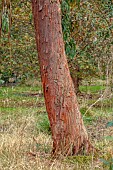 GEOFFREY COOPER NATIONAL COLLECTION OF EUCALYPTUS, OXFORDSHIRE: EUCALYPTUS TREE, BARK, TRUNK, EUCALYPTUS NEGLECTA, OMEO GUM