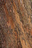 GEOFFREY COOPER NATIONAL COLLECTION OF EUCALYPTUS, OXFORDSHIRE: EUCALYPTUS TREE, BARK, TRUNK, EUCALYPTUS NEGLECTA, OMEO GUM