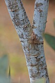 GEOFFREY COOPER NATIONAL COLLECTION OF EUCALYPTUS, OXFORDSHIRE: TREE, SHRUB, BARK, TRUNK OF ACACIA OBLIQUINERVIA, MOUNTAIN HICKORY, MOUNTAIN HICKORY WATTLE