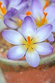 DAVID CARVER CROCUS COLLECTION DEVON: FEBRUARY, FLOWERS, BLOOMS OF CROCUS PILOUSII, BULBS