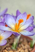 DAVID CARVER CROCUS COLLECTION DEVON: FEBRUARY, FLOWERS, BLOOMS OF CROCUS PILOUSII, BULBS