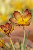 DAVID CARVER CROCUS COLLECTION DEVON: FEBRUARY, FLOWERS, BLOOMS OF CROCUS VELUCHENSIS X GRAMENSIS, BULBS