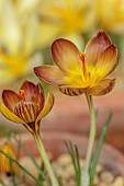 DAVID CARVER CROCUS COLLECTION DEVON: FEBRUARY, FLOWERS, BLOOMS OF CROCUS VELUCHENSIS X GRAMENSIS, BULBS