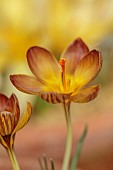 DAVID CARVER CROCUS COLLECTION DEVON: FEBRUARY, FLOWERS, BLOOMS OF CROCUS VELUCHENSIS X GRAMENSIS, BULBS