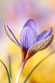 DAVID CARVER CROCUS COLLECTION DEVON: FEBRUARY, FLOWERS, BLOOMS OF CROCUS CONCINNUS GEMBOS YAILA, BULBS