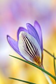 DAVID CARVER CROCUS COLLECTION DEVON: FEBRUARY, FLOWERS, BLOOMS OF CROCUS CONCINNUS GEMBOS YAILA, BULBS