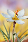 DAVID CARVER CROCUS COLLECTION DEVON: FEBRUARY, FLOWERS, BLOOMS OF CROCUS RUKSANSII, BULBS