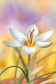 DAVID CARVER CROCUS COLLECTION DEVON: FEBRUARY, FLOWERS, BLOOMS OF CROCUS RUKSANSII, BULBS