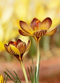 DAVID CARVER CROCUS COLLECTION DEVON: FEBRUARY, FLOWERS, BLOOMS OF CROCUS VELUCHENSIS X GRAMENSIS, BULBS
