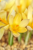 DAVID CARVER CROCUS COLLECTION DEVON: FEBRUARY, PALE YELLOW FLOWERS, BLOOMS OF CROCUS MIDAS TOUCH, BULBS