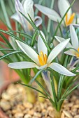 DAVID CARVER CROCUS COLLECTION DEVON: FEBRUARY, FLOWERS, BLOOMS OF CROCUS KOROLKOWII, BULBS