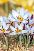 DAVID CARVER CROCUS COLLECTION DEVON: FEBRUARY, FLOWERS, BLOOMS OF CROCUS IONOPHARYNX, BULBS