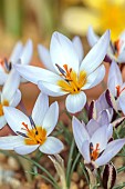 DAVID CARVER CROCUS COLLECTION DEVON: FEBRUARY, FLOWERS, BLOOMS OF CROCUS IONOPHARYNX, BULBS