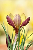 DAVID CARVER CROCUS COLLECTION DEVON: FEBRUARY, FLOWERS, BLOOMS OF CROCUS BIFLORUS X CHRYSANTHUS, BULBS