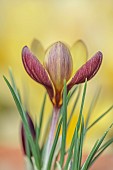 DAVID CARVER CROCUS COLLECTION DEVON: FEBRUARY, FLOWERS, BLOOMS OF CROCUS BIFLORUS X CHRYSANTHUS, BULBS