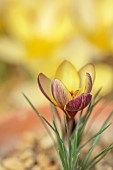 DAVID CARVER CROCUS COLLECTION DEVON: FEBRUARY, FLOWERS, BLOOMS OF CROCUS BIFLORUS X CHRYSANTHUS, BULBS