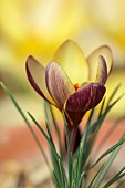 DAVID CARVER CROCUS COLLECTION DEVON: FEBRUARY, FLOWERS, BLOOMS OF CROCUS BIFLORUS X CHRYSANTHUS, BULBS