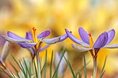 DAVID CARVER CROCUS COLLECTION DEVON: FEBRUARY, FLOWERS, BLOOMS OF CROCUS ADAMII, BULBS