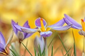 DAVID CARVER CROCUS COLLECTION DEVON: FEBRUARY, FLOWERS, BLOOMS OF CROCUS ADAMII, BULBS