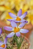 DAVID CARVER CROCUS COLLECTION DEVON: FEBRUARY, FLOWERS, BLOOMS OF CROCUS ADAMII, BULBS