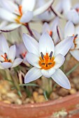 DAVID CARVER CROCUS COLLECTION DEVON: FEBRUARY, FLOWERS, BLOOMS OF CROCUS IONOPHARYNX, BULBS