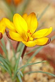 DAVID CARVER CROCUS COLLECTION DEVON: FEBRUARY, FLOWERS, BLOOMS OF CROCUS GEMBOSII X CONCINNUS AGNES, BULBS