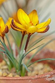 DAVID CARVER CROCUS COLLECTION DEVON: FEBRUARY, FLOWERS, BLOOMS OF CROCUS GEMBOSII X CONCINNUS AGNES, BULBS