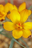 DAVID CARVER CROCUS COLLECTION DEVON: FEBRUARY, FLOWERS, BLOOMS OF CROCUS GEMBOSII X CONCINNUS AGNES, BULBS