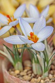 DAVID CARVER CROCUS COLLECTION DEVON: FEBRUARY, FLOWERS, BLOOMS OF CROCUS BIFLORUS X CHRYSANTHUS IZMIR, BULBS