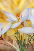 DAVID CARVER CROCUS COLLECTION DEVON: FEBRUARY, FLOWERS, BLOOMS OF CROCUS BIFLORUS X CHRYSANTHUS IZMIR, BULBS