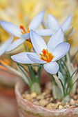 DAVID CARVER CROCUS COLLECTION DEVON: FEBRUARY, FLOWERS, BLOOMS OF CROCUS BIFLORUS X CHRYSANTHUS IZMIR, BULBS
