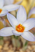 DAVID CARVER CROCUS COLLECTION DEVON: FEBRUARY, FLOWERS, BLOOMS OF CROCUS BIFLORUS X CHRYSANTHUS IZMIR, BULBS