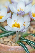 DAVID CARVER CROCUS COLLECTION DEVON: FEBRUARY, FLOWERS, BLOOMS OF CROCUS VITELLINUS ALBA, BULBS