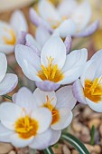 DAVID CARVER CROCUS COLLECTION DEVON: FEBRUARY, FLOWERS, BLOOMS OF CROCUS VITELLINUS ALBA, BULBS