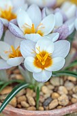 DAVID CARVER CROCUS COLLECTION DEVON: FEBRUARY, FLOWERS, BLOOMS OF CROCUS VITELLINUS ALBA, BULBSS