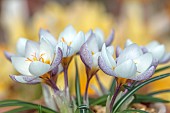 DAVID CARVER CROCUS COLLECTION DEVON: FEBRUARY, FLOWERS, BLOOMS OF CROCUS VITELLINUS ALBA, BULBS