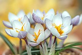 DAVID CARVER CROCUS COLLECTION DEVON: FEBRUARY, FLOWERS, BLOOMS OF CROCUS VITELLINUS ALBA, BULBS