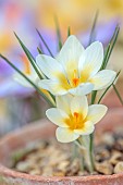 DAVID CARVER CROCUS COLLECTION DEVON: FEBRUARY, FLOWERS, BLOOMS OF CROCUS DANFORDIAE WEST HUGLU, BULBS