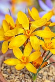 DAVID CARVER CROCUS COLLECTION DEVON: FEBRUARY, FLOWERS, BLOOMS OF CROCUS GEMBOSII, BULBS