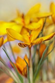 DAVID CARVER CROCUS COLLECTION DEVON: FEBRUARY, FLOWERS, BLOOMS OF CROCUS GEMBOSII, BULBS