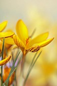 DAVID CARVER CROCUS COLLECTION DEVON: FEBRUARY, FLOWERS, BLOOMS OF CROCUS GEMBOSII, BULBS
