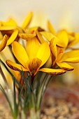 DAVID CARVER CROCUS COLLECTION DEVON: FEBRUARY, FLOWERS, BLOOMS OF CROCUS GEMBOSII, BULBS