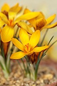 DAVID CARVER CROCUS COLLECTION DEVON: FEBRUARY, FLOWERS, BLOOMS OF CROCUS GEMBOSII, BULBS