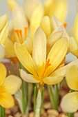 DAVID CARVER CROCUS COLLECTION DEVON: FEBRUARY, FLOWERS, BLOOMS OF CROCUS MIDAS TOUCH, BULBS
