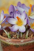 DAVID CARVER CROCUS COLLECTION DEVON: FEBRUARY, FLOWERS, BLOOMS OF CROCUS PILOUSII, BULBS