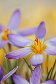 DAVID CARVER CROCUS COLLECTION DEVON: FEBRUARY, FLOWERS, BLOOMS OF CROCUS ADAMII, BULBS