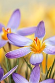 DAVID CARVER CROCUS COLLECTION DEVON: FEBRUARY, FLOWERS, BLOOMS OF CROCUS ADAMII, BULBS