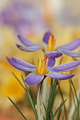 DAVID CARVER CROCUS COLLECTION DEVON: FEBRUARY, FLOWERS, BLOOMS OF CROCUS ADAMII, BULBS